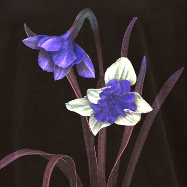 Lilly